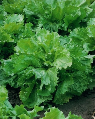 Picture of Endive Encornet De Bordeaux